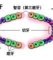 智齒是怎么形成的?