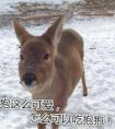 為什么要保護動物？