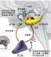 如何增加自己的皮質(zhì)醇分泌?運動可以嗎