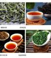 摘茶葉摘哪個部位