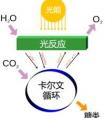 植物需要什么來進(jìn)行光合作用？