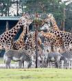 動物園動物有哪些 動物園都有些什么動物