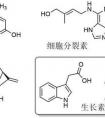 植物激素有哪些呢？