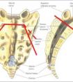 骶骨在哪個位置圖片，腰骶部位置圖