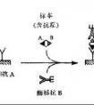 hook效應是什么？