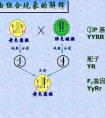 自由組合定律是什么