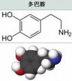 多巴胺和內(nèi)啡肽