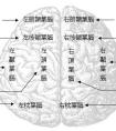 視覺(jué)功能區(qū)主要分布在人腦的哪一部分