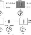 本質(zhì)與現(xiàn)象的區(qū)別是什么？