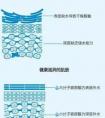 大分子和小分子區(qū)別