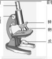 光學(xué)顯微鏡的結(jié)構(gòu)