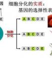 低分化和高分化有什么不同