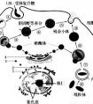 蛋白質(zhì)和核酸有何異同？